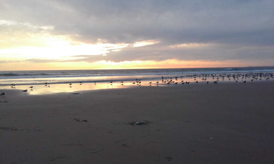 Costa e Gaivotas 2020. 09. jpg Costa e Gaivotas 2020. 09. jpg