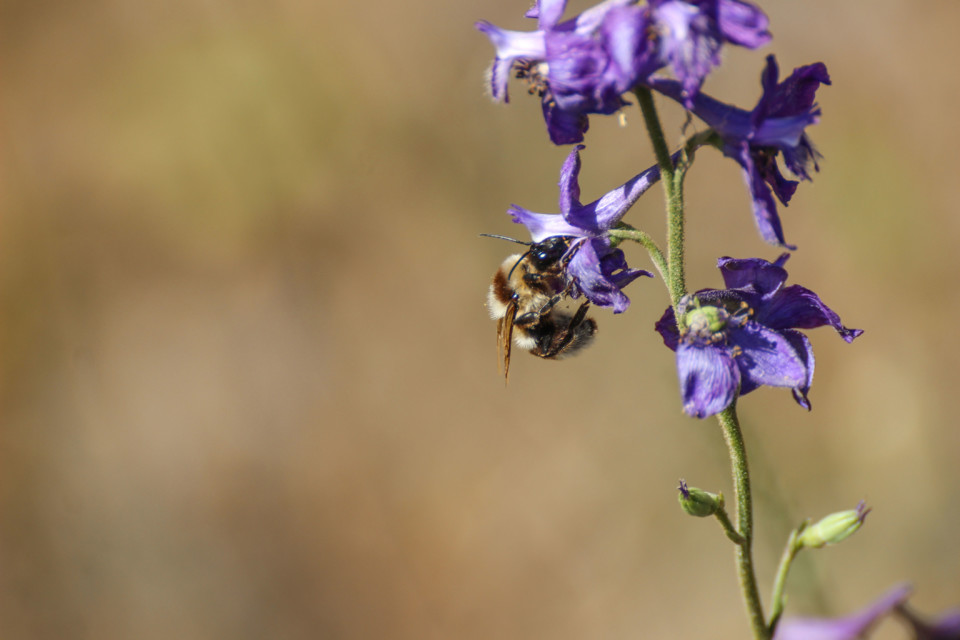 delphinium pentagynum 18.jpg