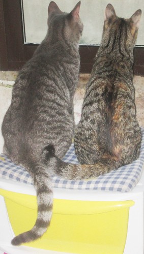 IMG_4127 - Cópia.JPG