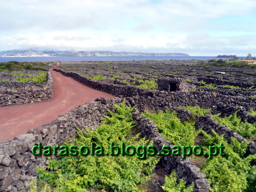azores_pico_criacao_velha_10.JPG