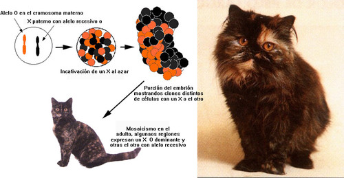 mosaicismo.jpg mosaicismo.jpg