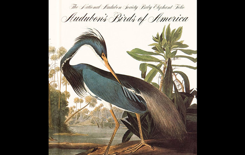 7-Birds-of-America-John-James-Audubon-div-690x437
