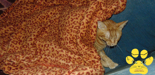 gatinho-quentinho.jpg