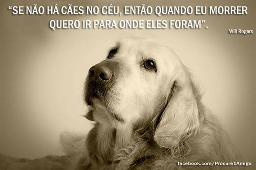 Cães