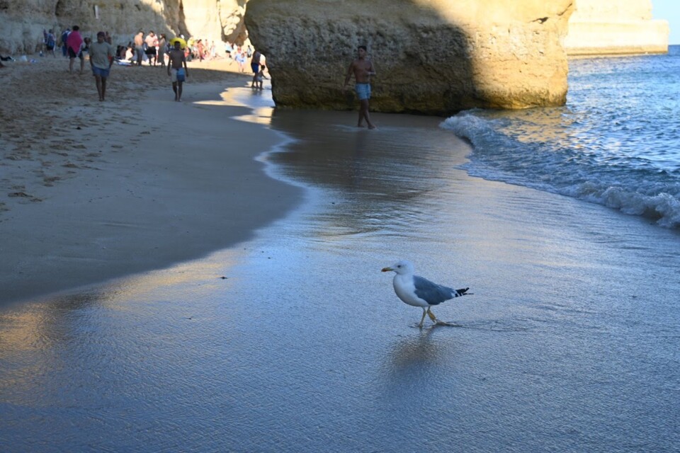 Não me canso disto Gaivota 4.JPG