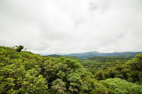 depositphotos_123377658-stock-photo-rainforest-in-