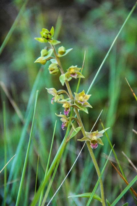 epipactis tremolsii 3.jpg
