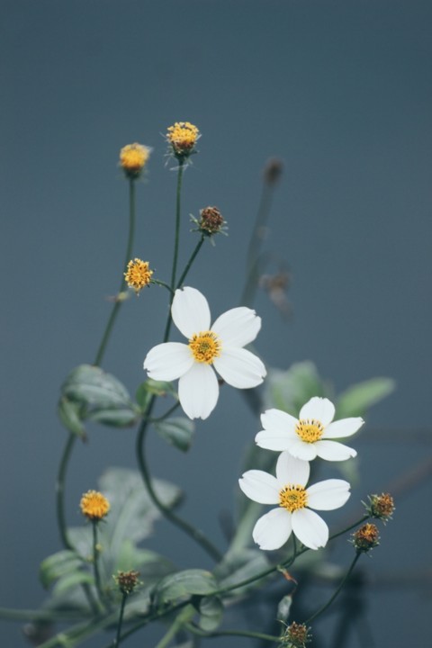 Bidens aurea 2.jpg