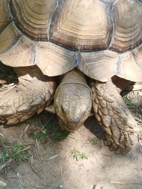 Não me canso disto ZOO4.jpg