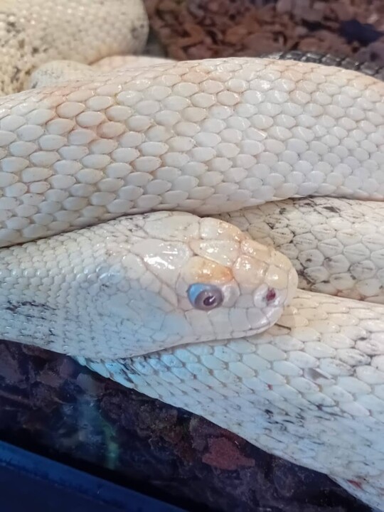 Não me canso disto ZOO8b.jpg