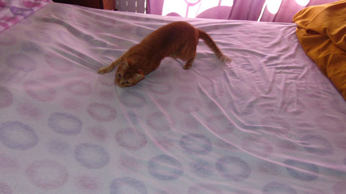 cama001.JPG cama001.JPG