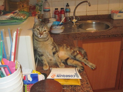 Tica 227.jpg Tica 227.jpg