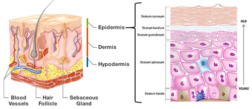 estrutura pele epiderme.PNG estrutura pele epiderme.PNG