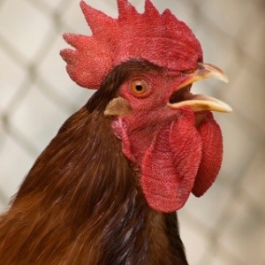 diano-ou-seja-pelo-relogio-biologico-do-animal-ass