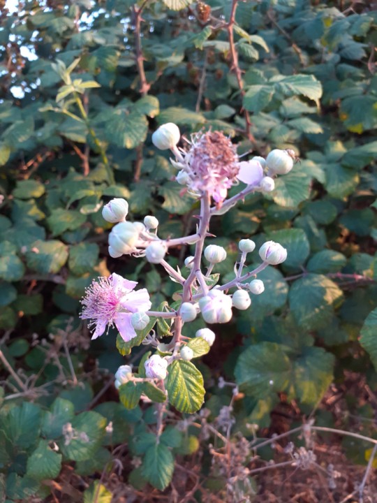 Cacho em flor. Foto Original. 2021.07.21.jpg