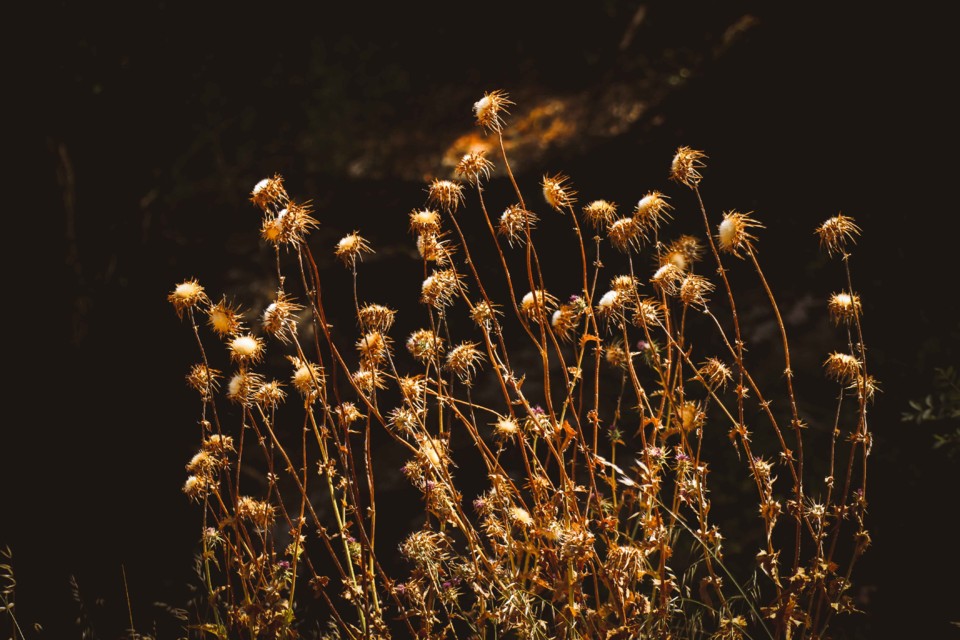 trilho das vinhas-26.jpg