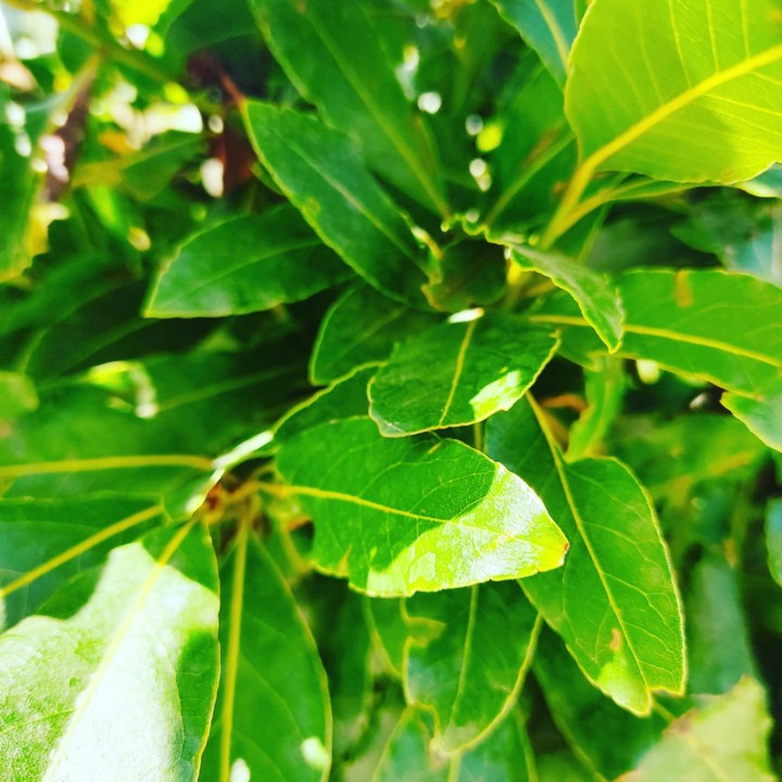 241024104_2107569172716166_402891364018934017_n.jp