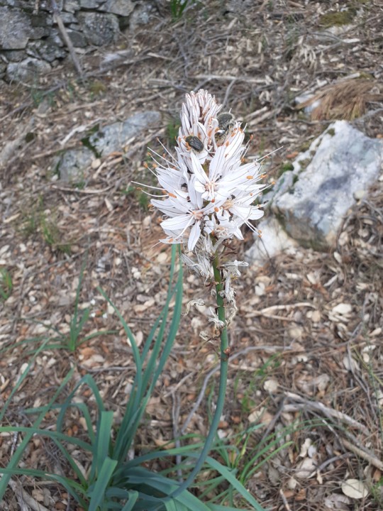 Abrótea. Foto Original. 2021. 04. jpg