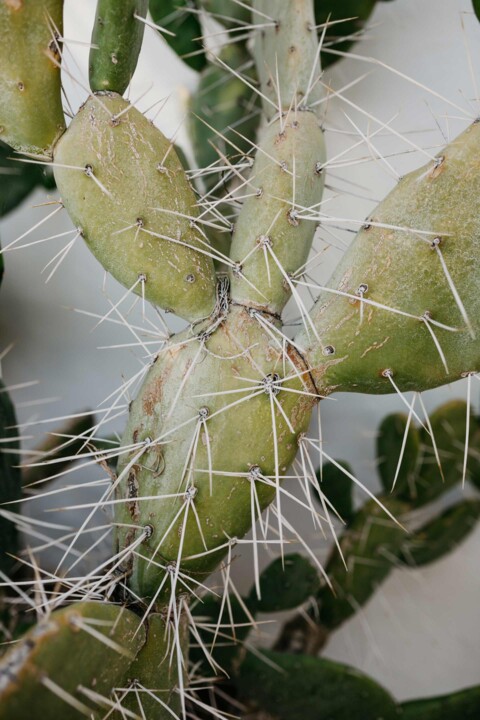 Ninguém me pisa...sem ficar com um espinho cravad