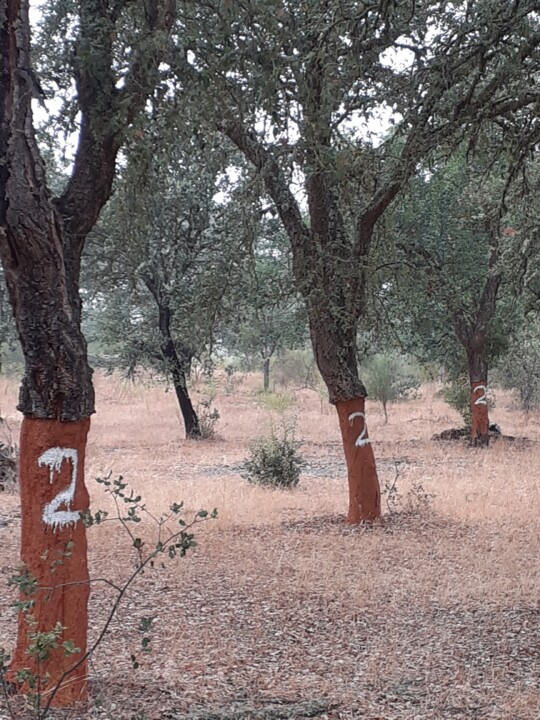 Sobreiros pintados. Foto original. 2022.07.06.jpg