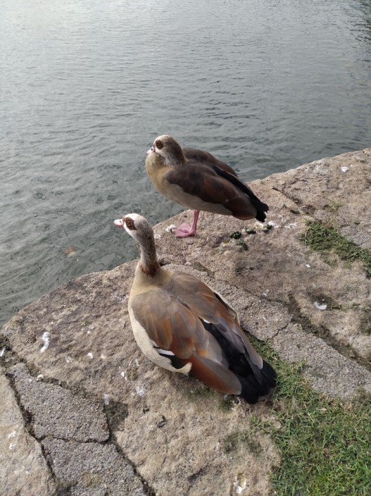 patos2.jpg