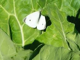 images.jpg images.jpg