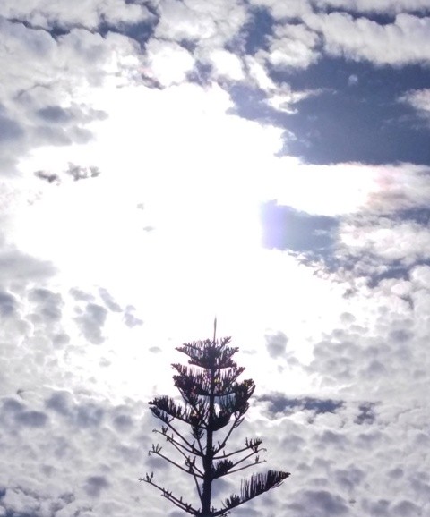 IMG_20210528_085230cópia.jpg IMG_20210528_085230cópia.jpg