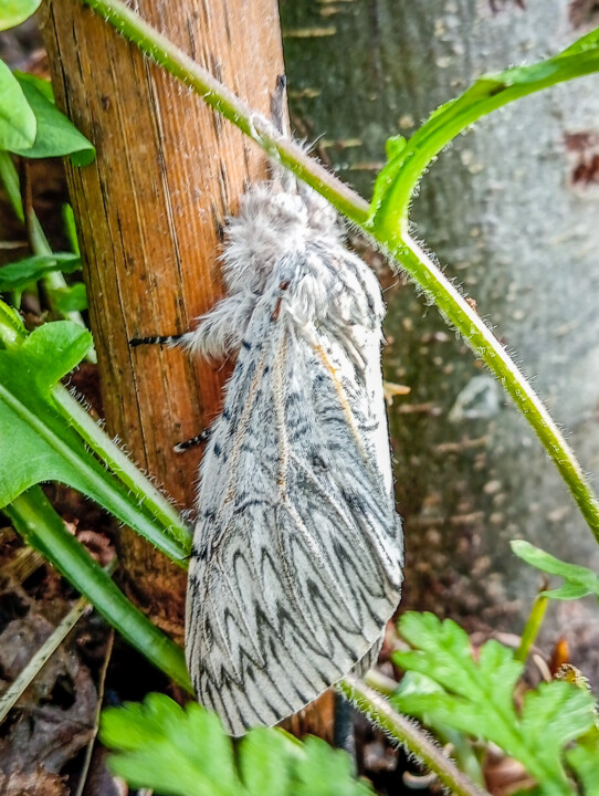 cerura iberica-1.jpg