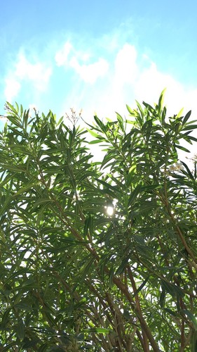 IMG_4707.JPG IMG_4707.JPG