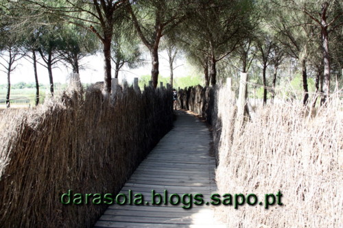 Donana_B_08.JPG Donana_B_08.JPG