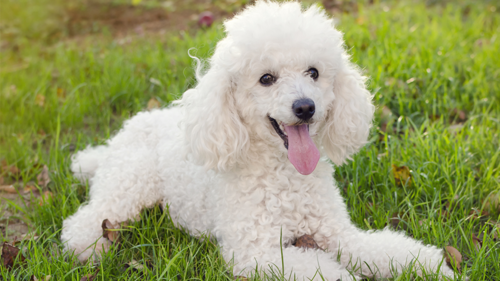 poodle poodle