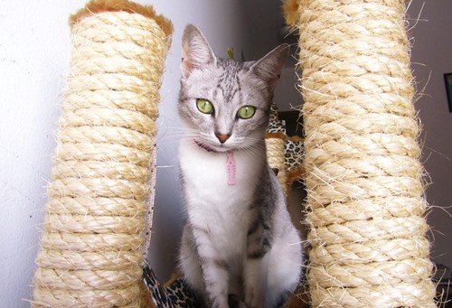 arranhador-2.jpg arranhador-2.jpg