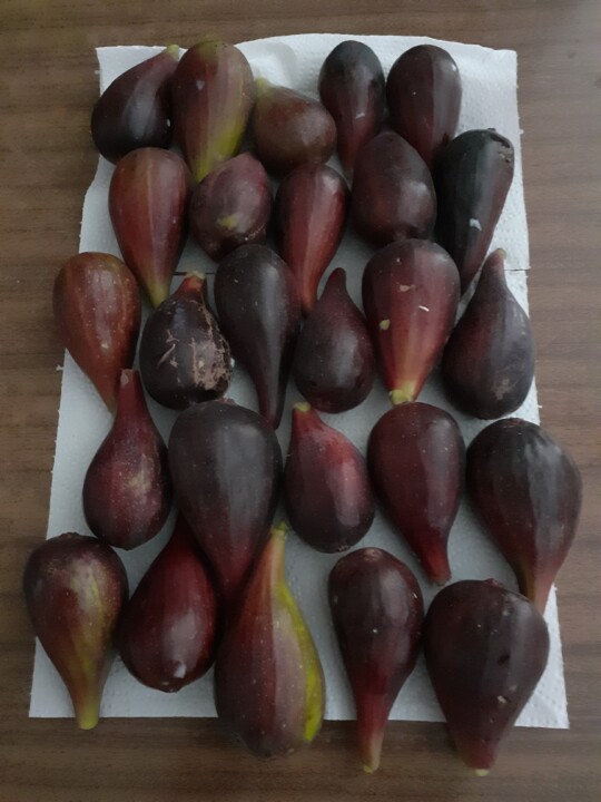 Figos Abebos. Chão Atafona. Foto original. 2022.06.25.jpg