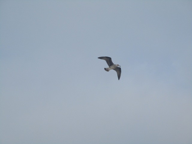 240603889_577155793309480_6323796306223496304_n.jp