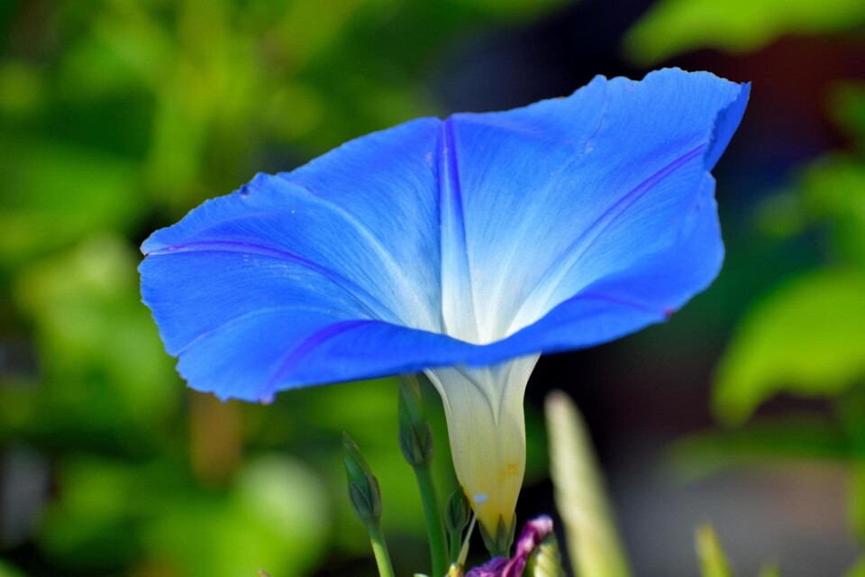 1313083-flor-azul-vibrante-grátis-foto.jpg