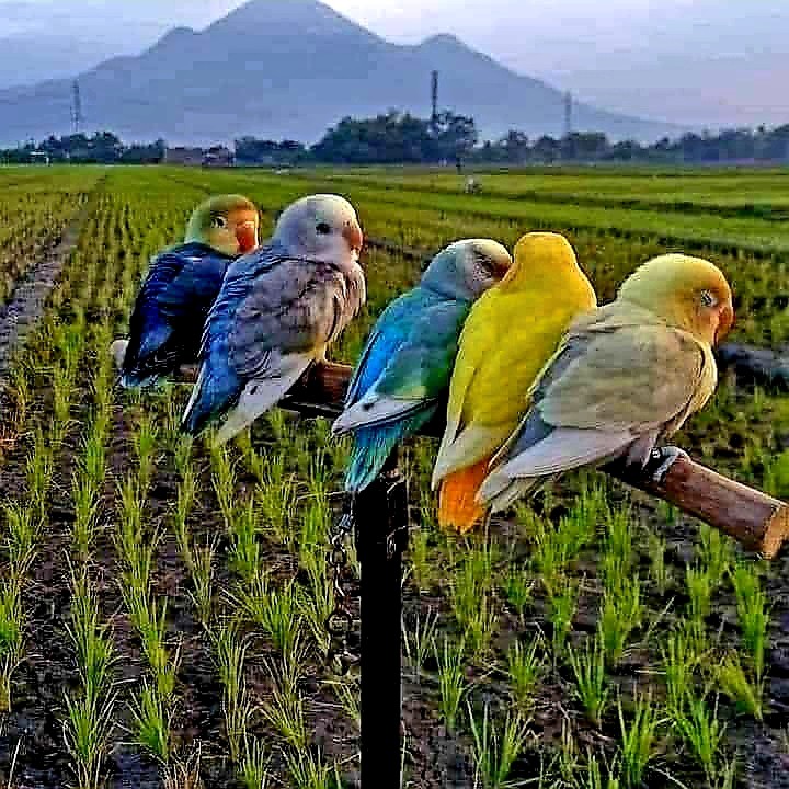 passaros coloridos.jpg