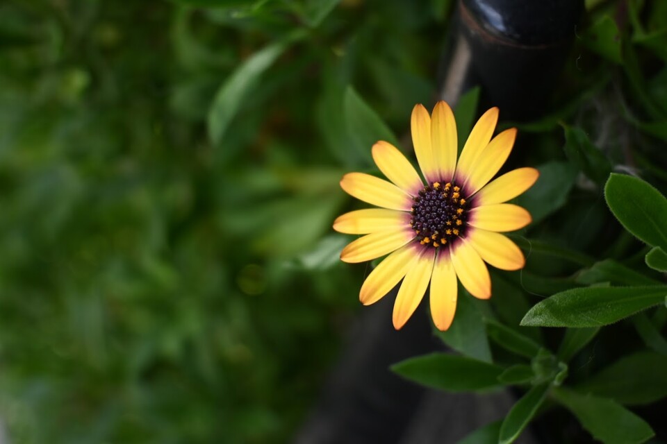 Não me canso disto flores.JPG