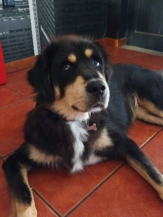 Não me canso disto_eevee.jpg