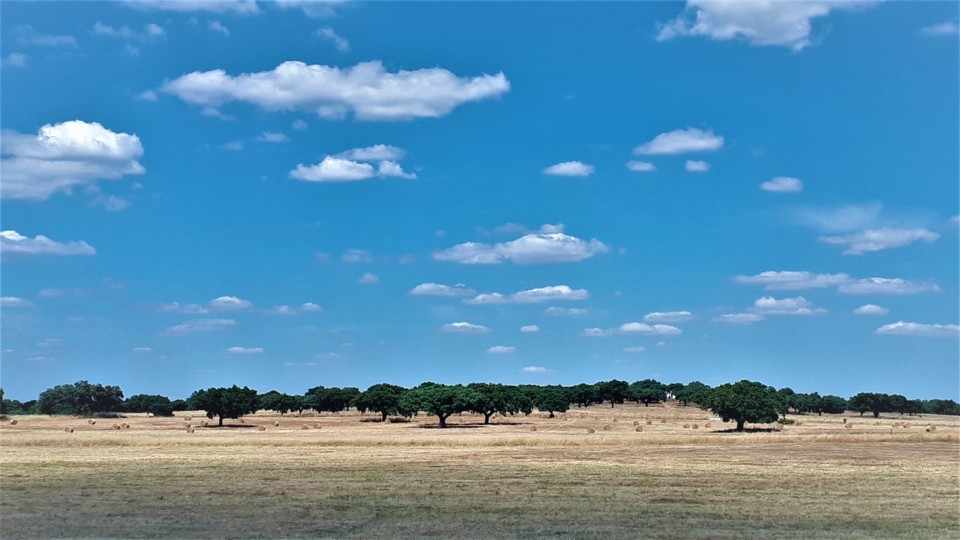 PAISAGEM_ALENTEJO.jpg