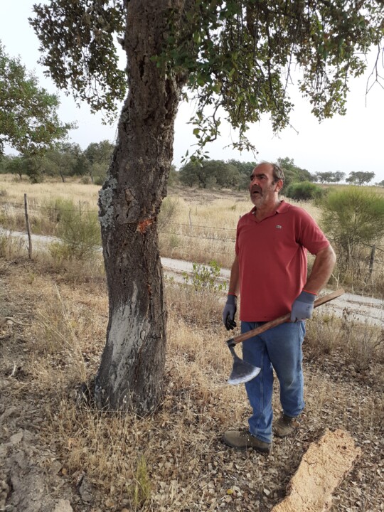 Corticeiro. Machada. Sobreiro.2022.06.15.jpg