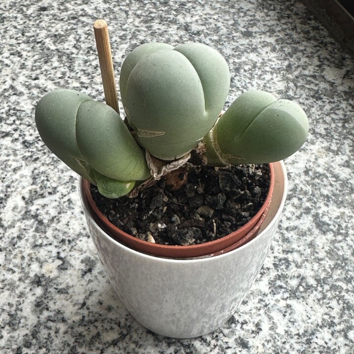 gibbaeum-heathii.jpg