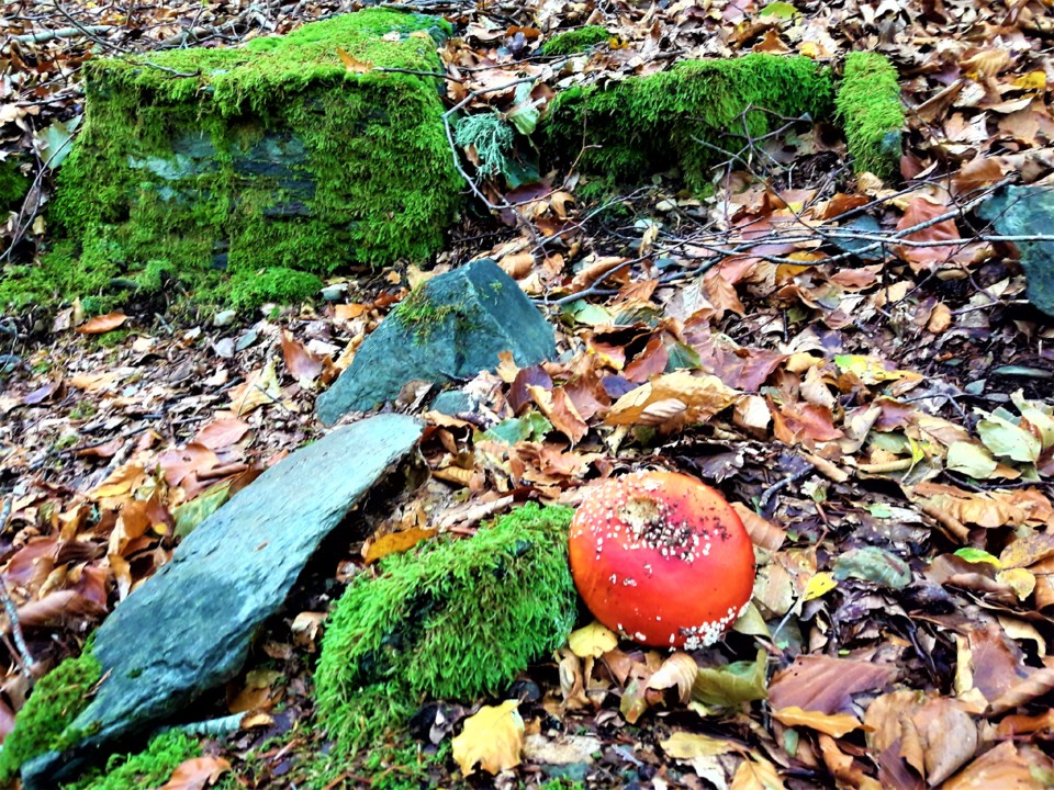 COGUMELO VERMELHO.jpg