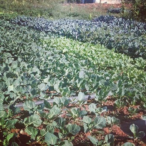 22046431_971422822997479_4421983398826660170_n.jpg 22046431_971422822997479_4421983398826660170_n.jpg