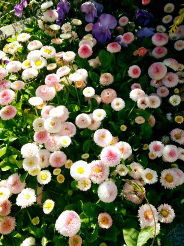 18485748_1447756531912775_6379042173233218531_n.jp