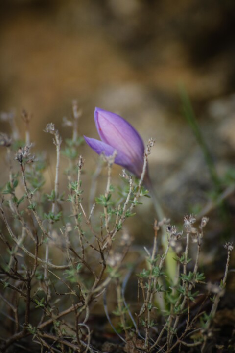 acafrao_bravo 2 a.jpg