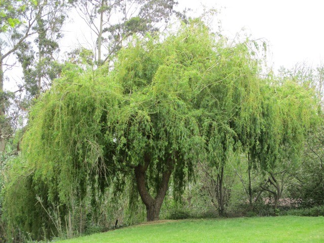 169315462_3773443199437624_4088902676049294287_n.j