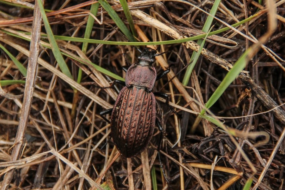 Carabus rugosus 1.jpg