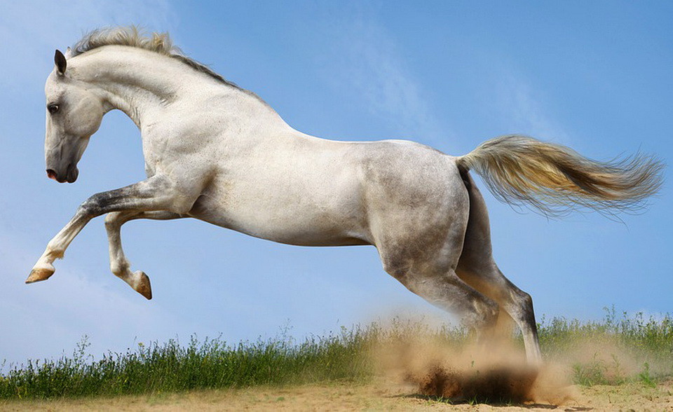 white-horse.jpg