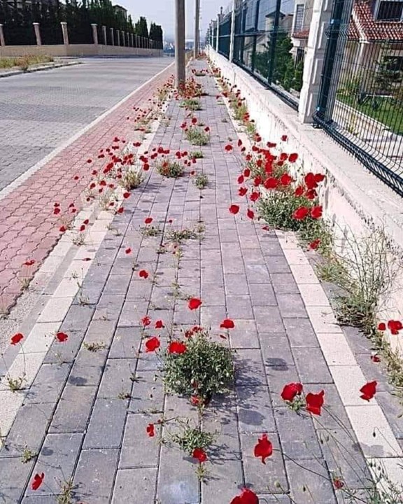 91211636_2300965086876667_1734429358879145984_n.jp