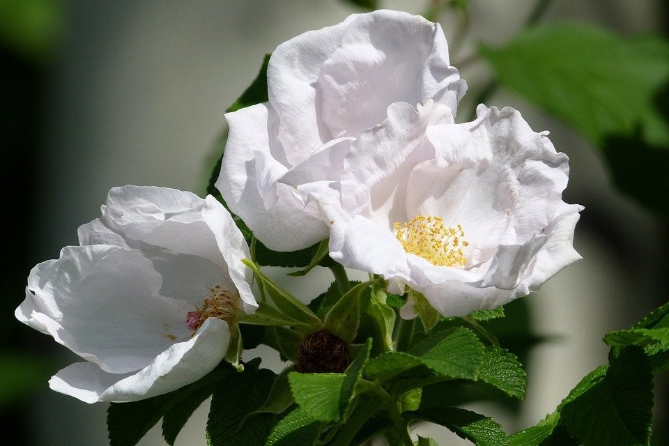 wild-roses-56481_960_720.jpg